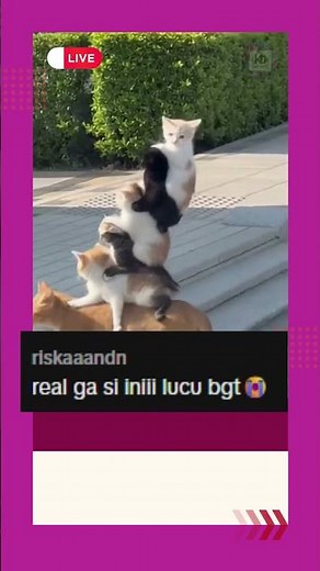 Stack of 6 Cats Crossing the Street AI Art #catstack #aianimals #cutecats
