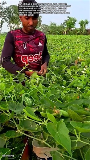 오이 넝쿨밭에서 손으로 열매 골라내는 수확 방법 #worker #process #organicfarming #cropharvest #ruralwork