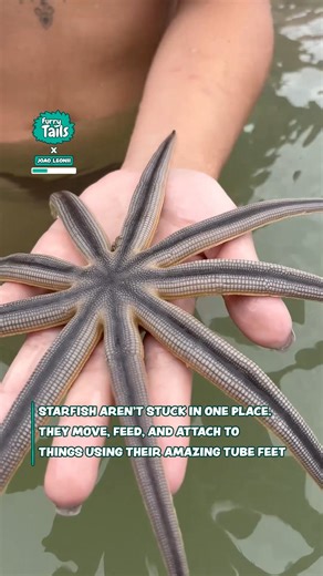 2.2M views · 9.7K reactions | How did he get on there 藍 | Furry Tails | Facebook