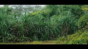Land Shark | Horror & Thriller | Hindi Dubbed | Full Movie