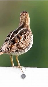 Wilson's snipe call #reels #bird #sounds #singing #nature | Okicau