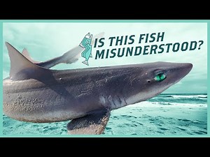 Dogfish Catch and Cook – Trash Fish or Treasure? | NJ Saltwater Fishing