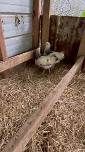 #thechickenhill #chickens #dog #duck #geese #cackling check | The Chicken Hill