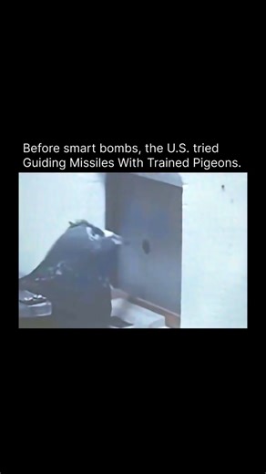 Men Savings on Instagram: "Before modern guidance systems existed, the U.S. military experimented with an unusual idea during World War II known as Project Pigeon. The plan involved training pigeons to guide missiles by pecking at images of enemy targets displayed inside the nose cone. As the pigeon pecked to keep the target centered, the system would adjust the missile’s direction. The concept was pioneered by psychologist B.F. Skinner and actually worked in laboratory tests, but it was ultimat