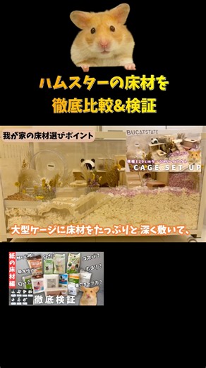 🔻大型ケージでの床材選び #ハムスター #ハムスターのいる生活 # #ゴールデンハムスター