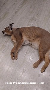 Floppa Perseus is rolling on the floo | Floppatvofficial