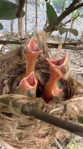 Adorable Baby Birds Waiting for Mom’s Food!