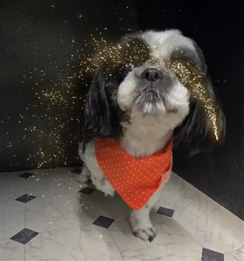 A look back at some of the cutest pups we had the pleasure of grooming this year! From tiny fluffballs to big lovable goofballs, every dog that came through our doors was pampered with care, patience, and lots of love. Clean coats, fresh trims, soft fur, and signature bandanas—each groom was all about helping our pups feel comfortable, confident, and their absolute best. We’re so grateful to our amazing clients for trusting us with their dogs and to our incredible grooming team for making every 