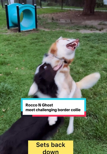 Rocco and Ghost: Challenging Border Collie Encounter