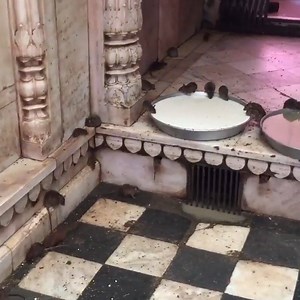 India's rat temple is certainly one of the more unusual places to visit... 🐀😳 | UNILAD Adventure