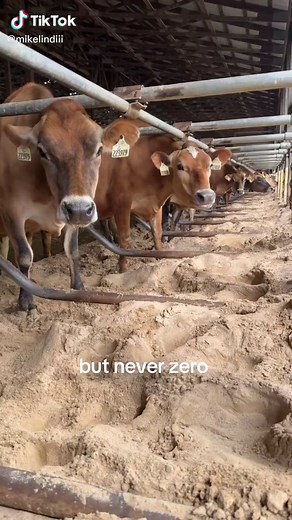 can never trust em #cows #farm #farmtok #agriculture #milk