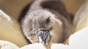 This project has rescued more than 800 endangered baby penguins in six months