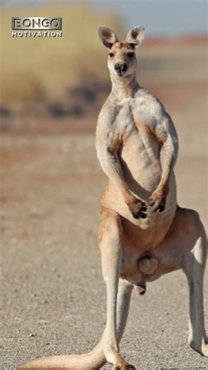 One of the world's most unknown facts about kangaroos. The Untold Story Of The Kangaroo.