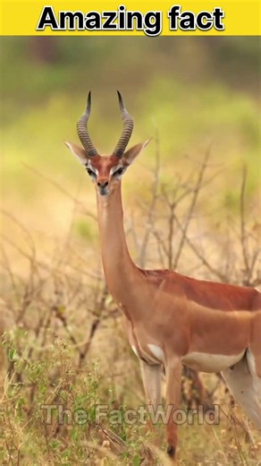 😱 Gerenuk: The Antelope That Eats Like a Giraffe! 🦒 #shorts
