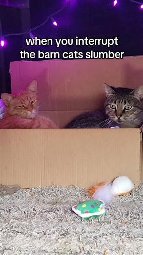 Willie and Hiccup were not amused #cat #grumpycat #sleepy #funny #goaway | Homesteading Huskies