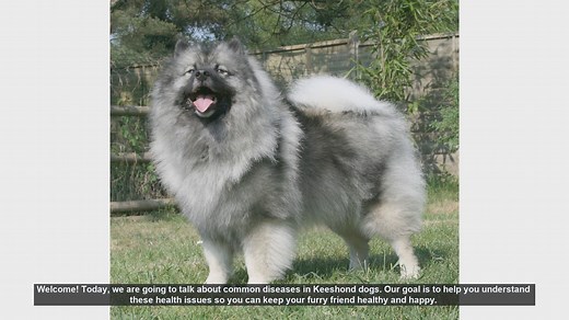Common Health Issues in Keeshond Dogs: What You Need to Know