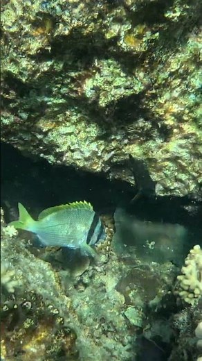 Wounded 2 Bar Sea Bream Finds Shelter 🪸🐟🌊