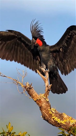 Rare Black Palm Cockatoo in the Wild 😳 #bird #wildlifeVideo #parrot
