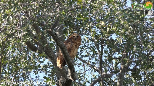 15 reactions · 3 comments | Look what we found - a Pel's Fishing...