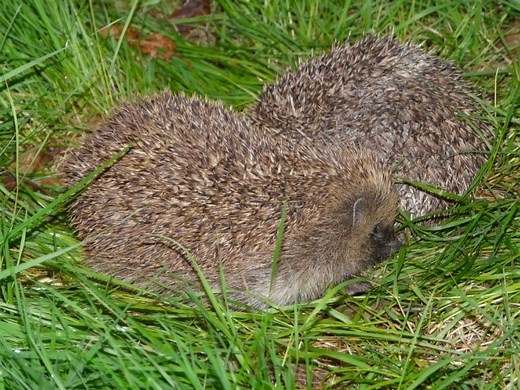 Hedgehogs After Dark: Courting and mating - Hedgehog Street
