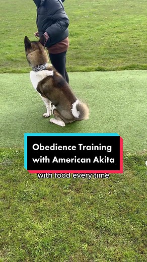 Obedience/ sit training with American Akita #americanakita #obedience #akita #dogobedience #dogs #DogTrainer #viral #fyp #dogtraining #stubborndog