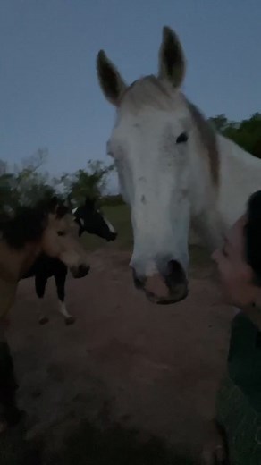 Funny Horse Sounds Compilation