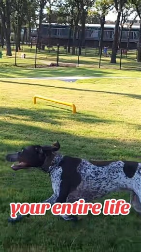 your entire life German Shorthaired Pointer GSP Panzer... 🤔😉🐶 #shorts #ytshorts #viral #trending