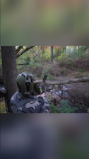 Archery Hunt: Giant NJ Bear approaches