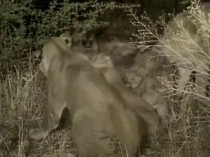 National Geographic - VHS Ajánlók a A Sötétség Oroszlánjaiból