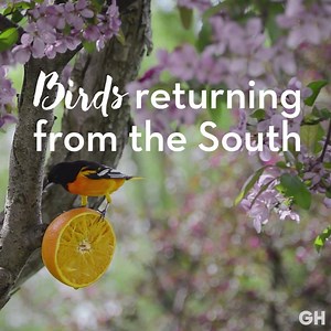 84K views · 3.9K reactions | Happy first day of spring! It's finally here! Spring, spring is coming soon, Grass is green and flowers bloom, Birds returning from the South, Bees are buzzing all about, Leaves are budding everywhere, Spring, spring is finally here! | Good Housekeeping | Facebook