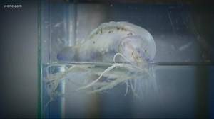 NWS Warns of Jellyfish Attacks Along Carolina Coast
