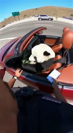 Cop Pulls Over PANDA Driving Convertible... Ends in CHAOS 😂😱 (Sora 2 AI)