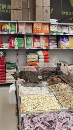 Supermarket Cat Poops On Nuts Credit: 📷📸 🐝Pawzones #catsoftiktok #cattok #catlife #meow #funnycats