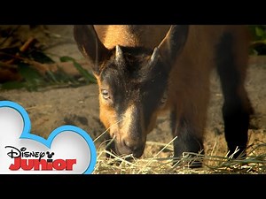 Baby Goats! 🐐| Disney Animals Special Delivery with T.O.T.S. | Disney Junior