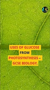 Uses of glucose in photosynthesis #GCSEBiology #Photosynthesis #Glucose #PlantNutrition #Biology