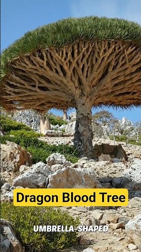World’s Most Unique Tree 🌳 The “Bleeding” Dragon Tree