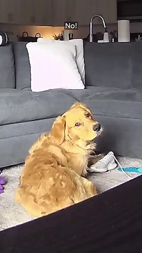 Funny Dog Reactions on Camera: Hilarious Moments