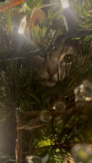 Seriously 😐 #cat #cats #kitty #christmas #tree #pet | Chenoa Stickel