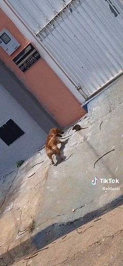 Peleas de Perros en Brazil - Brutales Encuentros Caninos
