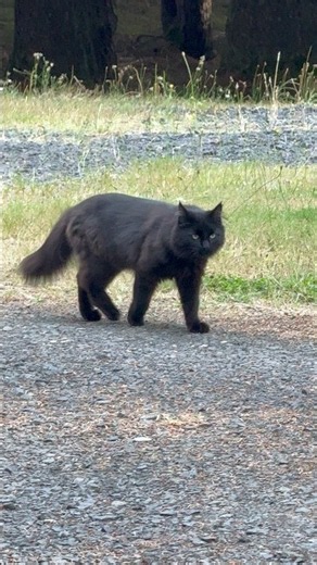Rock Came Back From Hunting Looking Like a Bear! 😂🐱🐻