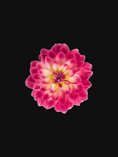 Lyrics and Meaning of