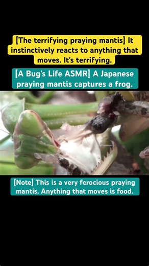 [A Bug's Life ASMR] A Japanese praying mantis captures a frog.#insects #hunting #japan #mukbang