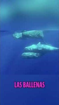 ¡Ballenas: El Regreso Épico de los Mamíferos al Mar! #shorts