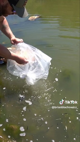 1k Live Fat Head Minnows Stocked Underwater Release #pondstocking #pondmanagement #goldenshiner #hatchery #minnows #minnow #pondfishing #pondfishingbelike #bassfishing #bassfishingtiktok #largemouthbass #fishing #fishingtiktoks #fishingtoks #fishingtiktok #fishingtiktoker #outdoors #freshwaterfishing #fish #fishcontent #fathead #exosystems #bigbass #habitat #largemouthbassfishing #largemouthbassin #largemouthbassnation #fishinglife #livebait #livebaitfishing #fishfood #bigbassenergy #bigbassonly