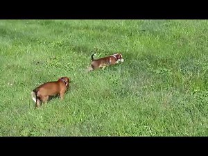 Boxer Mix Puppies For Sale