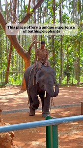 318K views · 1.3K reactions | Sakrebyle Elephant Camp  near Shimoga,...