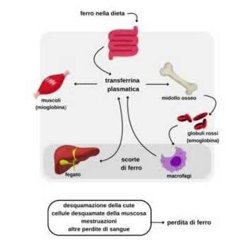 Funzione chiave della transferrina
