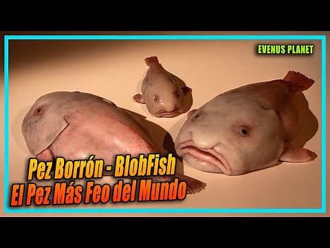 BlobFish (Pez Borrón - Pez Gota) El Pez Más Feo del Mundo
