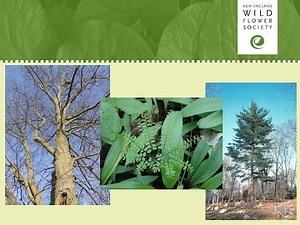 Classifying Vascular Plants