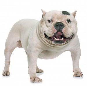 American Bully: precio, comportamiento y cuidados | Razas de perros